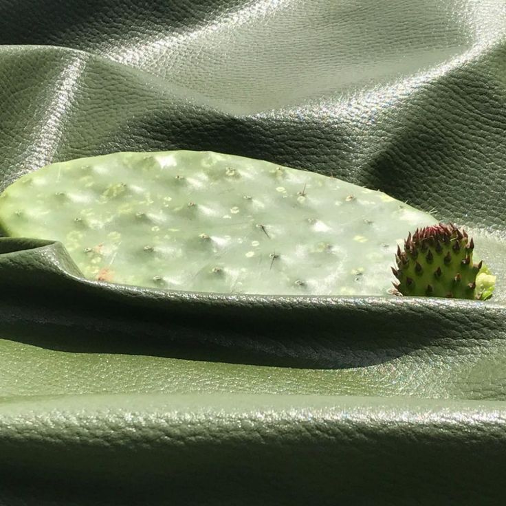 Mexicanos inventan cuero sintético a base de nopal - México Desconocido